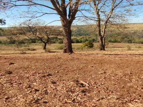 Foto de Terras sentido Indianópolis