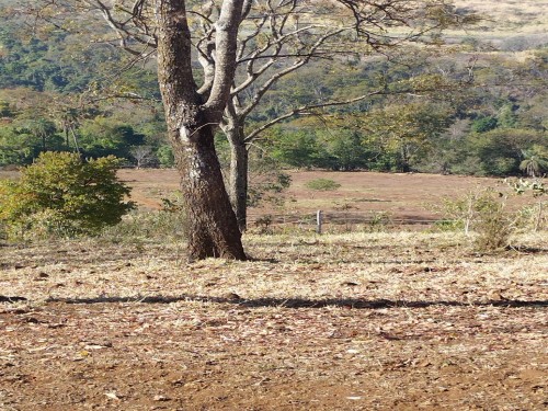 Foto de Terras sentido Indianópolis